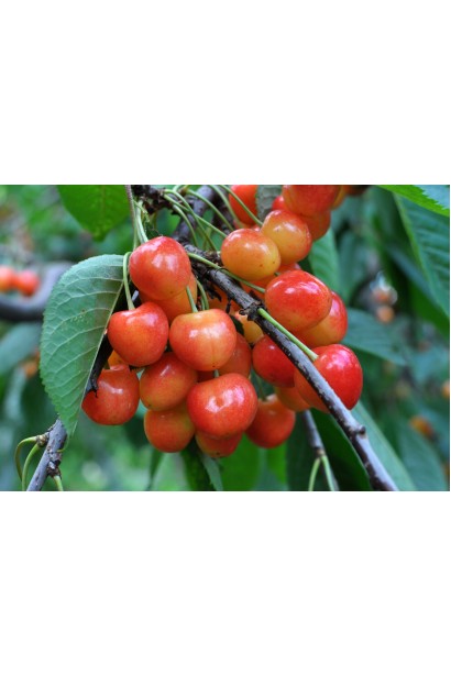 Черешня колоновидна ‘Мертон Глорі’